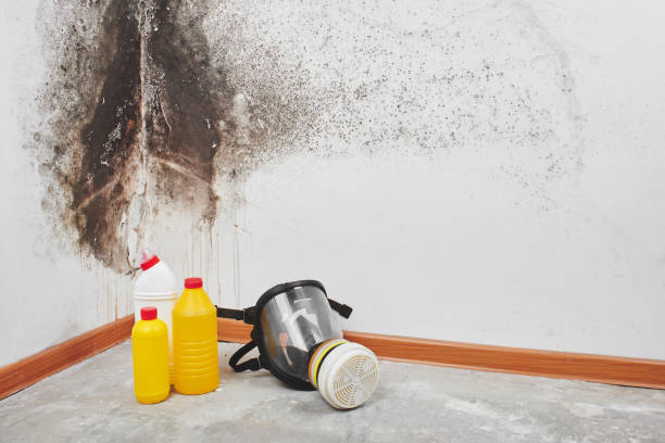 Best Bathroom Mold Remediation in Elwood, IL