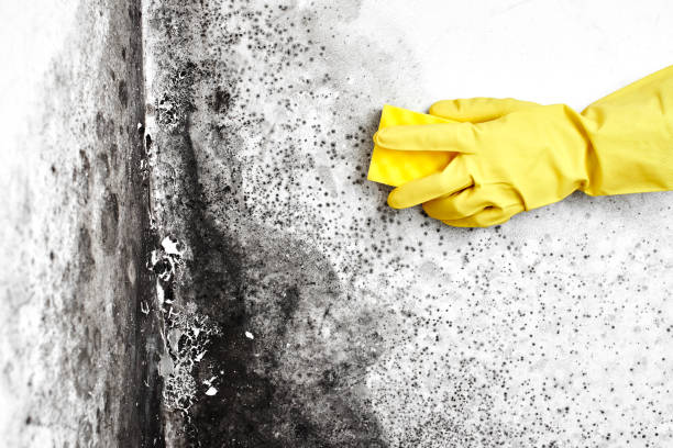 Best White Mold Remediation in Elwood, IL