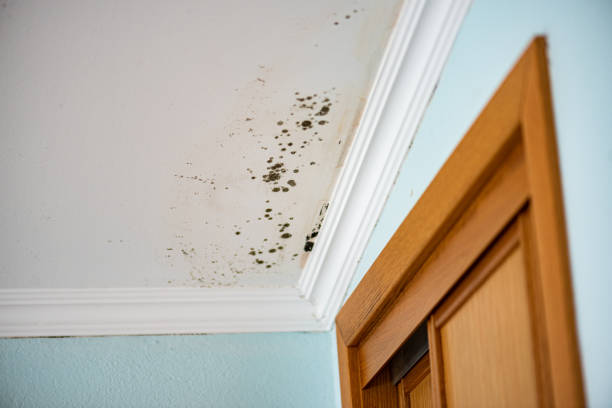 Best Basement Mold Remediation in Elwood, IL
