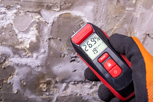 Best DIY Mold Remediation Support Services in Elwood, IL