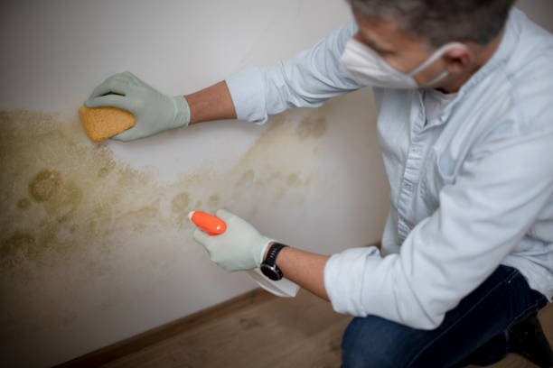 Best Residential Mold Remediation in Elwood, IL