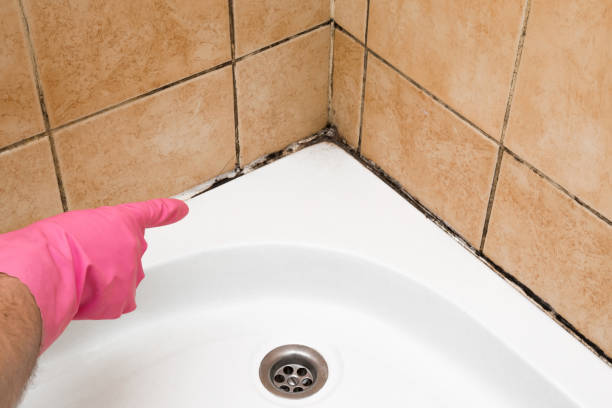 Professional Mold Remediation in Elwood, IL